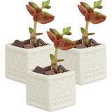 Stein Kohle Dekoratif Saksı Minik Kaktüs Saksısı Mini Kare - 3'lü SET - Beyaz