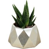 Stein Kohle Dekoratif Saksı Minik Kaktüs Saksısı Mini Poly 1 Model - TEKLİ - Gümüş
