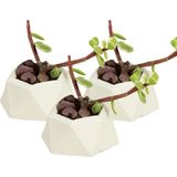 Stein Kohle Dekoratif Saksı Minik Kaktüs Saksısı Mini Poly 2 Model - 3'Lü Set - Beyaz