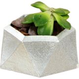 Stein Kohle Dekoratif Saksı Minik Kaktüs Saksısı Mini Poly 2 Model - Tekli - Gümüş