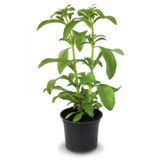 Stevia Ekim Seti 10 Adet Tohum Saksı Toprak Şekerotu