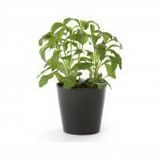 Stevia Şeker Otu Tohumu Ekim Seti 10 Tohum +Saksı+Toprak+Süpriz