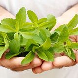 Stevia Şeker Otu Tohumu Saksı Toprak Seti