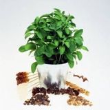 Stevia (Şeker Otu) Tohumu