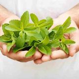 Stevia Tohumu Şeker Otu Tohumu 250 Adet Tohum