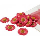 Stonechem 20 Adet Preslenmiş Kurutulmuş Papatya ve Bitki Seti – Epoksi Reçine, Kolye ve Takı Yapımı İçin Doğal Dekoratif Çiçek Karışımı (Gerçek Kurutulmuş Bitkiler) - Kırmızı