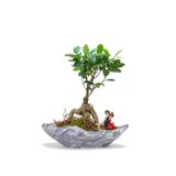Stonehenge Ficus Bonsai Ve Sırt Sırta Sevgililer