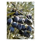 Store Gemlik trilye zeytin ağacı fidanı (büyük boy)