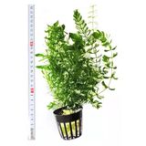 Storepgs Akvaryum Bitkisi (Ceratophyllum Demersum)