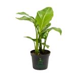 Strelitzia Cennet Kuşu Çiçeği 1 Adet Saksılı 10-30Cm Mini Boy Starliçe Çiçeği, GDB15112024NA28