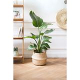 Strelitzia Çift Köklü Starliçe Cennet Kuşu Canlı Salon Bitkisi 60-80 Cm