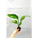 Strelitzia Nicolai 'starliçe' - Beyaz Cennet Kuşu Çiçeği - Ev Ofis Salon Iç Mekan Bitkisi - 35 Cm