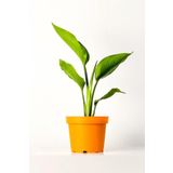 Strelitzia Nicolai 'Starliçe' Beyaz Cennet Kuşu Çiçeği Ev Ofis Salon İç Mekan Bitkisi 40 Cm, SRD1154