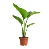 Strelitzia Nicolai Starliçe Cennet Kuşu Bitkisi 70-90 Cm Tek Gövde Salon Ofis Ev İç Mekan Bitkisi