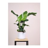 Strelitzia Starliçe 50-70 Cm Boyunda Tek Gövdeli Salon Bitkisi İç Mekan Bitkisi, SRD1322025BYB12