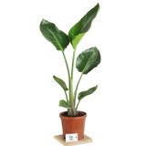 Strelitzia Starliçe 90-120 Cm Boyunda Tek Gövdeli Salon Bitkisi İç Mekan Bitkisi, TYBO1639W8S3D1V795