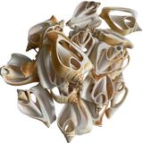 Strombus Canarıum Kesik Deniz Kiloluk Deniz Kabuğu (1 KG)