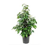 stüdyo mustafa Ficus Benjamina Danielle-benjamin Bitkisi 90 Cm