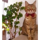 Stylie Halloween Saten Kedi ve Küçük Irk Köpek Papyonu, Cadılar Bayramı Özel