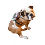 Su Geçirmez Köpek Sırt Çantası - 2’Si 1 Arada Göğüs Tasması, Ayarlanabilir, Küçük Ve Büyük Irklar