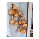 Su Kabağı Kurusu Susak Doğal