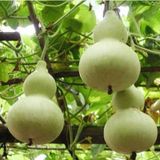 Su Kabağı Tohumu Nadir Su Kabağı Tohumu 15 Tohum + Tohum