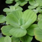 Su Marulu Su Üstü Bitkisi Suyu Filtreler, Temizler Pistia 1 Adet 7-10 cm Akvaryum Bitkisi
