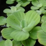 Su Marulu Su Üstü Bitkisi Suyu Filtreler, Temizler Pistia 1 Adet 7-10 cm Akvaryum Bitkisi