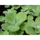 Su Marulu Su Üstü Bitkisi Suyu Filtreler Temizler Pistia 5-7 Cm 1 Adet