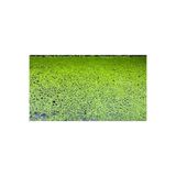 Su Perisi Lemna Minor / Su Mercimeği Su Üstü Bitkisi 20X10