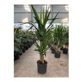 Su Plant Yucca - Yuka Bitkisi Iki Gövdeli Yucca Avize Çiçeği Canlı Salon Bitkisi 80 - 100 cm