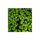 Su Üstü Canlı Bitki, 30X30 Cm Boyutunda Mercimek Türü