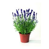 Su Yeşili Lavanta Çiçeği Fidanı 10-20 Cm