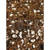SUBSTRAT LIGHT MIX Ithal Sphangum Torfu Cocopeat Perlit Özel Karışım Saksı Harcı Çiçek Ve Bitki Toprağı 3 LT