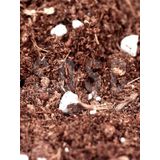 Substrat Mix Ithal Torf Cocopeat Perlit Özel Karışım Saksı Harcı Çiçek Ve Bitki Toprağı 5 LT
