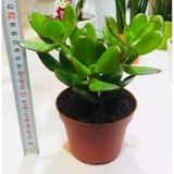 Succulent Para Çiçeği Sukulent 10-20 Cm