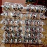 Sude Hayvancılık Karışık Bıldırcın Kuluçkalık Yumurta 20 Paket x 12 240 Adet (Kıbrıs, Jumbo,japon,brown,ukrayna,beyaz)