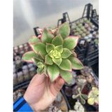 Sukuland Aeonium Kiwi Ithal Koleksiyonluk 5,5cm Saksıda