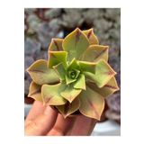 SukuLand Aeonium Leucoblepharum koleksiyonluk özel tür sukulent