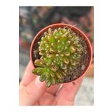 SukuLand Aeonium Sedifolium (cüce aeonium) koleksiyonluk özel tür sukulent