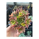 SukuLand Aeonium Sweat Tea Variegata Kore ithal koleksiyonluk özel tür sukulent 9cm saksıda