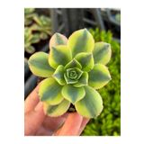 SukuLand Aeonium Tricolour kore ithal özel tür sukulent 5,5cm saksıda