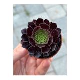 SukuLand Aeonium Vodoo siyah renk özel tür sukulent 5,5cm saksıda