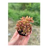 SukuLand Aeonium x ithal kolesiyonluk özel tür sukulent 5,5cm saksıda loartei