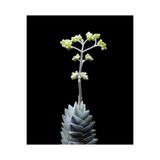 SukuLand Crassula Cornuta Kore ithal özel tür sukulent 5,5cm saksıda