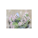 SukuLand Crassula Dubia koleksiyonluk özel tür sukulent 5,5cm saksıda