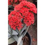 SukuLand Crassula Falcata Pervane bitkisi kırmızı çiçekli özel tür sukulent 5,5cm saksıda