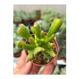SukuLand Crassula Ovata Gollum Shrek kulağı sukulent 5,5cm saksıda