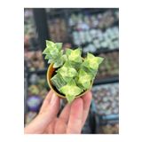 SukuLand Crassula Perforata Variegata koleksiyonluk özel tür sukulent 5,5cm saksıda