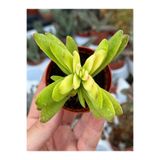 SukuLand Crassula Rubricaulis özel tür sukulent 5,5cm saksıda